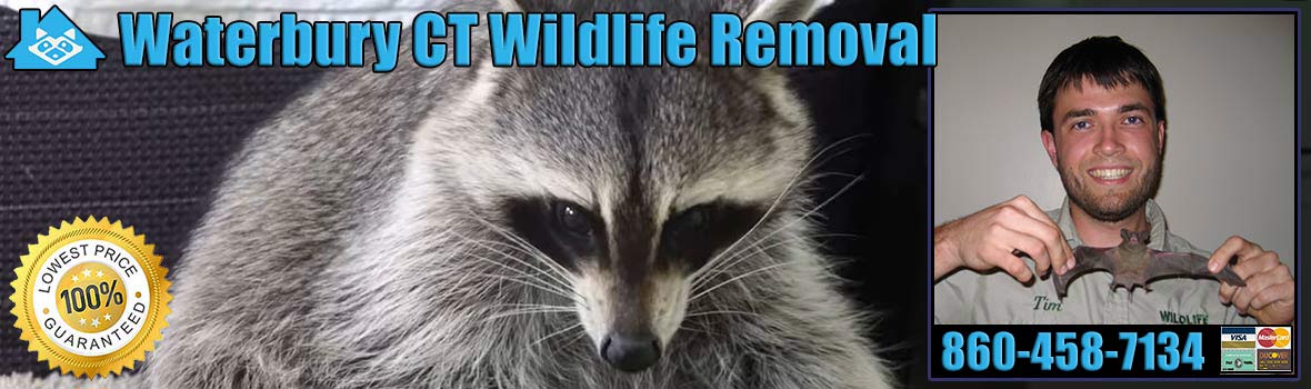 Waterbury Wildlife and Animal Removal